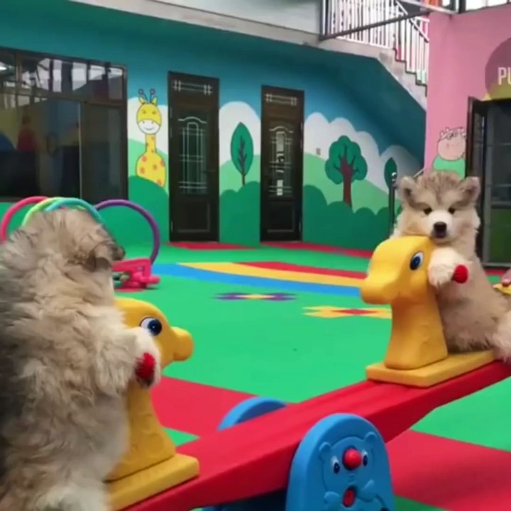 Cute baby animals Videos Compilation cutest moment of the animals  Cutest Puppies