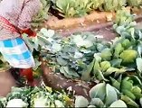 Farmers Cutting Cauliflower