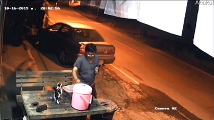 Kitten Has Close Call with Oncoming Car