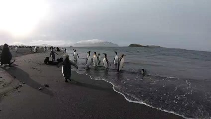 Fur Seal Doesn't Want People Filming Penguins