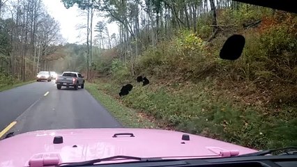 Mama Bear and Cubs Cross a Road in Tennessee
