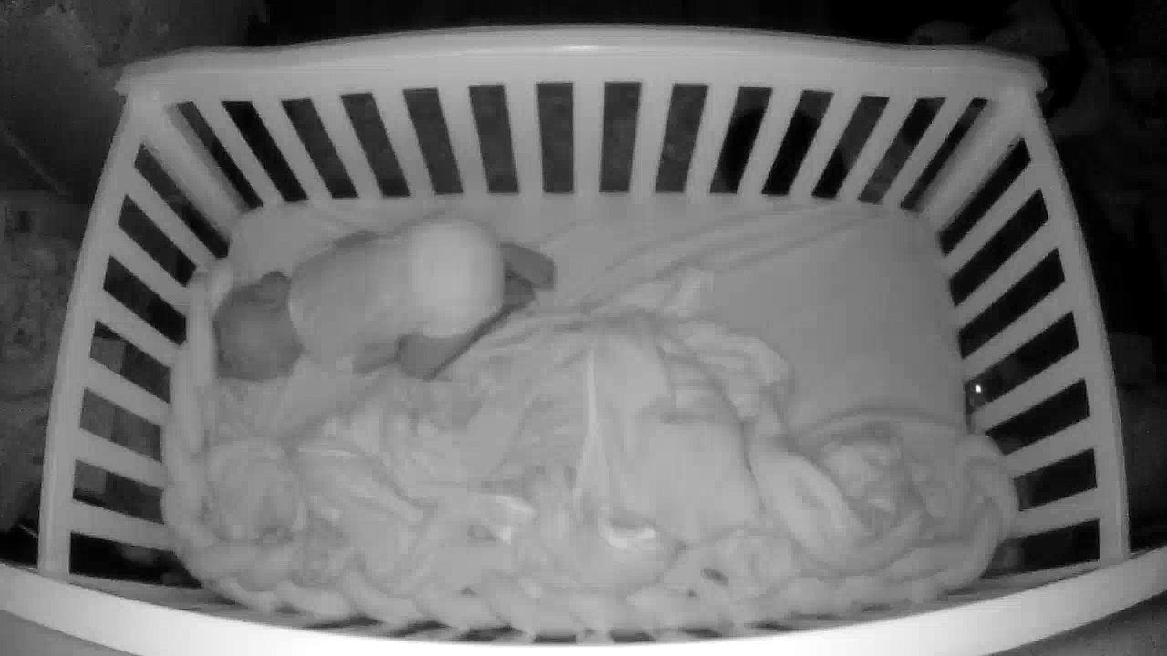 Kitten Climbs into Crib for Some Cuddles