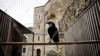 Superstitious Brits Are Worried About a Raven Disappearing From the Tower of London — Here