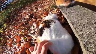 I took a video of a stray cat living in Japan.98