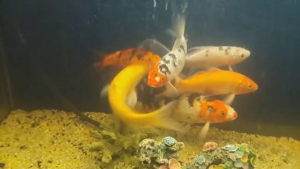 下载视频: PECES QUE HABLAN (testigos) - Documental marino de Biología Marina