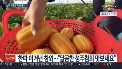 "달콤·아삭" 성주참외 첫 출하…6천억 소득 목표