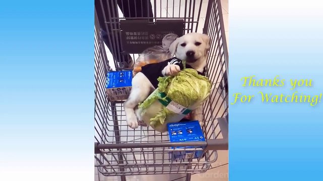 Cute Pets And Funny Animals Compilation - Recopilación de lindas mascotas y animales divertidos
