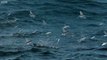 Flying Fish Picked Off From Above And Below _ The Hunt _ Entertainment vedio.