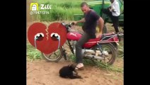 --Funny monkey compilation-- cute monkey and dog video.funny monkey doing stupid things----