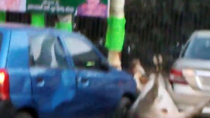 Crazy bull fight and a doggy trying to solve