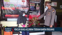 Pencuri Bunga Aglonema Terekam Kamera Pengawas