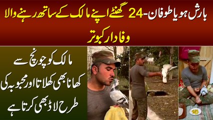24 Hour Malik Ke Sath Rehne Wala Kabootar - Malik Ko Chonch Se Khana Khilata or Payar Bhi Karta Hai