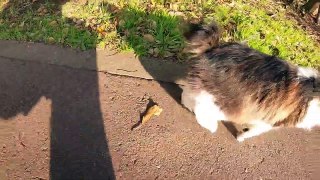 I took a video of a stray cat living in Japan.99