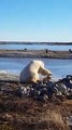 Polar bear petting a dog Funny Video