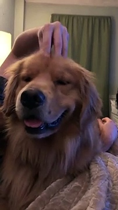 head scratches activate happy mode Funny Video