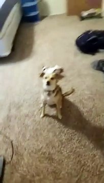 time for a shower but this dog hates showers Funny Video