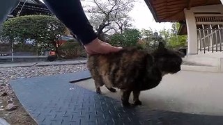 I took a video of a stray cat living in Japan.100