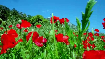 Active music sound tone status