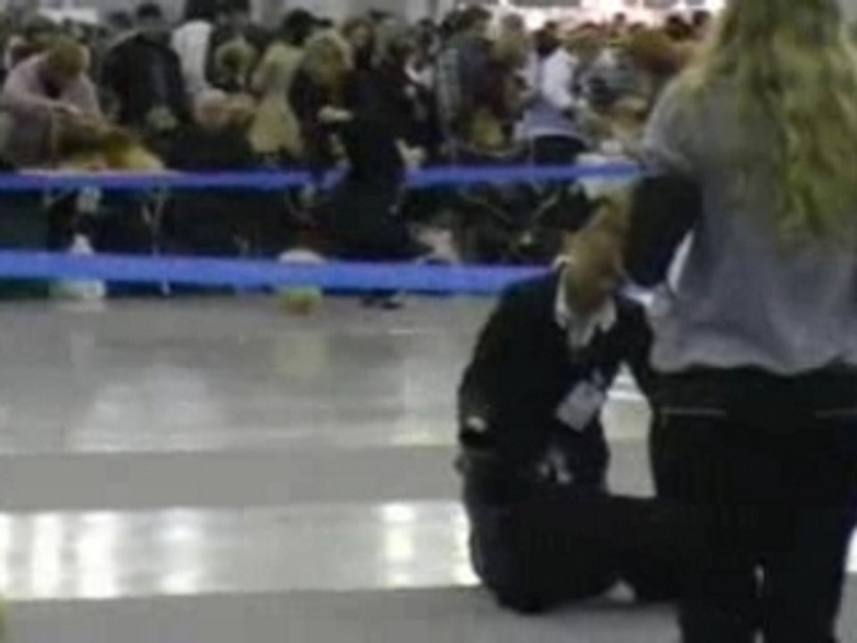 Dog Show EURASIA-1 23.02.2008 Moscow part 1