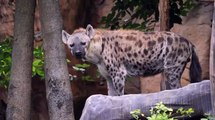 Hyena living in the wild - Free HD Video Clips & Stock Video Footage at Videezy!