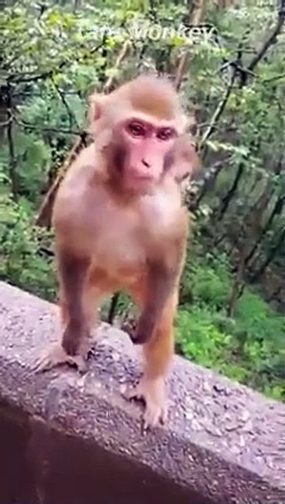 monkey save her chaild