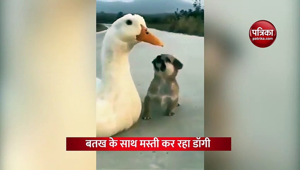 बतख और डॉगी की मस्ती भरा वीडियो देख सभी हैरान