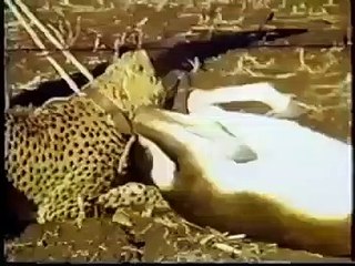 Indian Cheetah, the extinct big cat, in the old hunting days