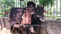 Nandi bull can tell your fortune! Bull dressed and tied up in middle of city - urban bull