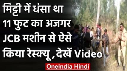 UP के Aligarh में Forest dept ने कड़ी मशक्कत के बाद 11-foot long Python को बचाया | वनइंडिया हिन्दी