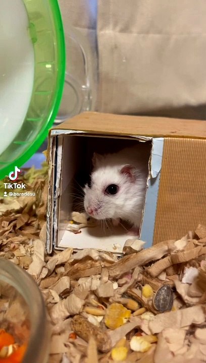 hamster