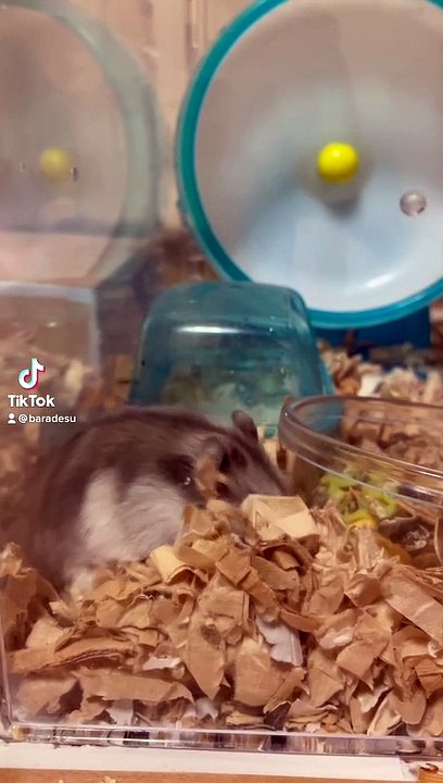 hamster