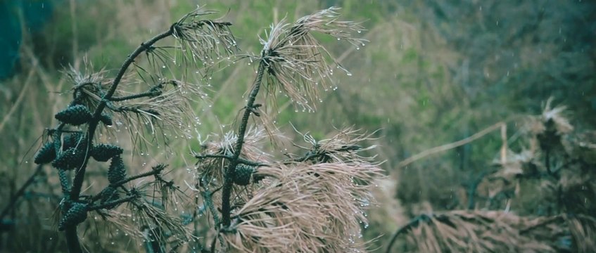 Peaceful Music for mind relaxation / No Copyright Music / No Credit Required / Free to use / Royalty Free Music