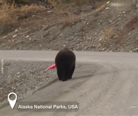 Animals seems more civilized than humans sometimes