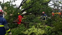Árvore cai em cima de veículos na Região da Vila Tolentino