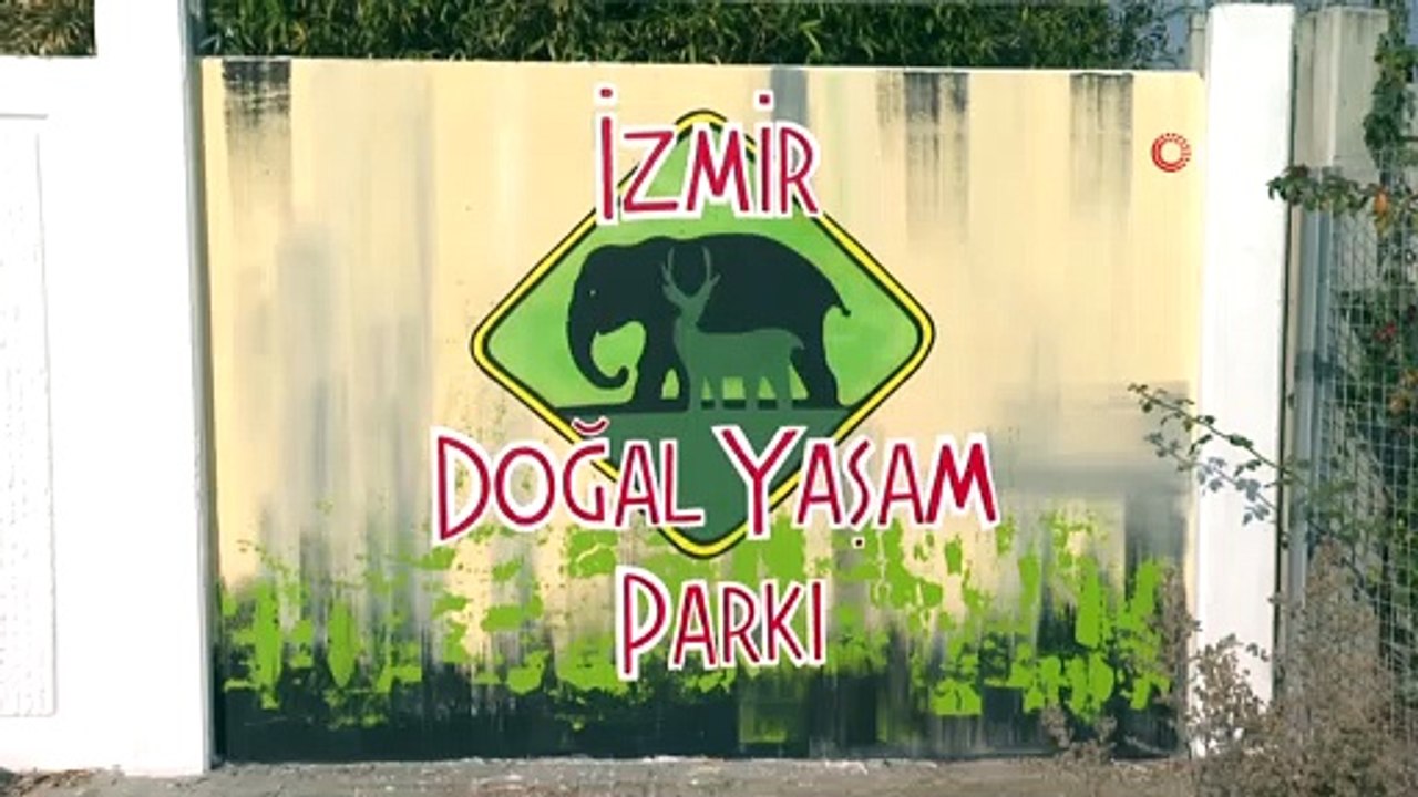 Yavru aslan operasyonu: Yasa dışı yollardan ülkeye sokulduğu düşünülen yavru aslan Doğal Yaşam Parkı’na getirildi