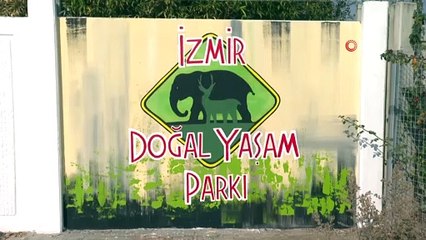 Yavru aslan operasyonu: Yasa dışı yollardan ülkeye sokulduğu düşünülen yavru aslan Doğal Yaşam Parkı’na getirildi