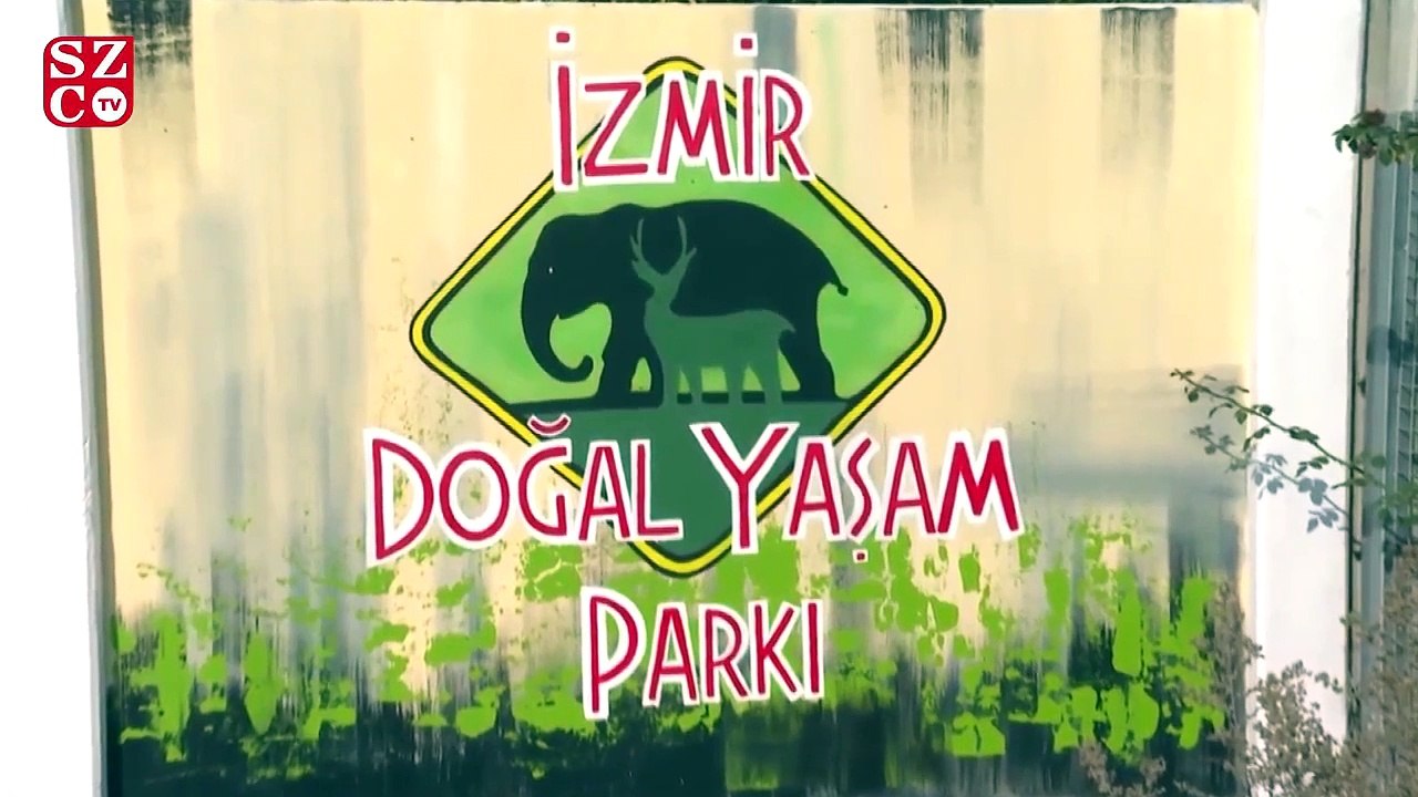 İzmir’de bir çiftlikte 3 aylık yavru aslan ele geçirildi