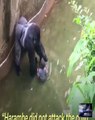 Dog perfectly imitates owner on crutches - This gorilla was killed after a child fell into hi...
