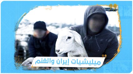 إيرانيون يسرقون أغنام جيرانهم العراقيين ويتركون الخراف الصغيرة للموت