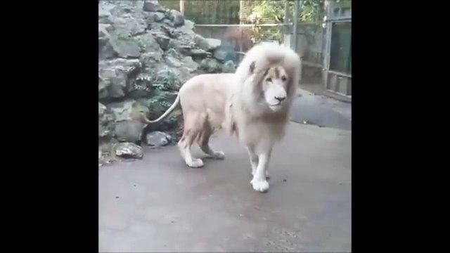 Ce lion va avoir la peur de sa vie à cause... d'une bulle de savon
