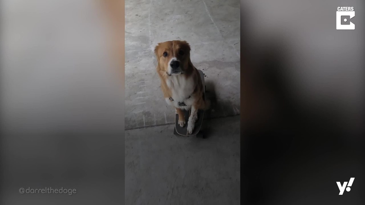 Abgefahren: Ein Hund fährt Skateboard!