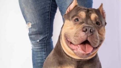 Polémica por muerte de “Homero”, mascota que viajaba en la bodega de un avión de pasajeros