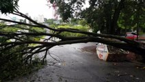 Queda de árvore deixa a Rua São Luís completamente interditada no Cancelli