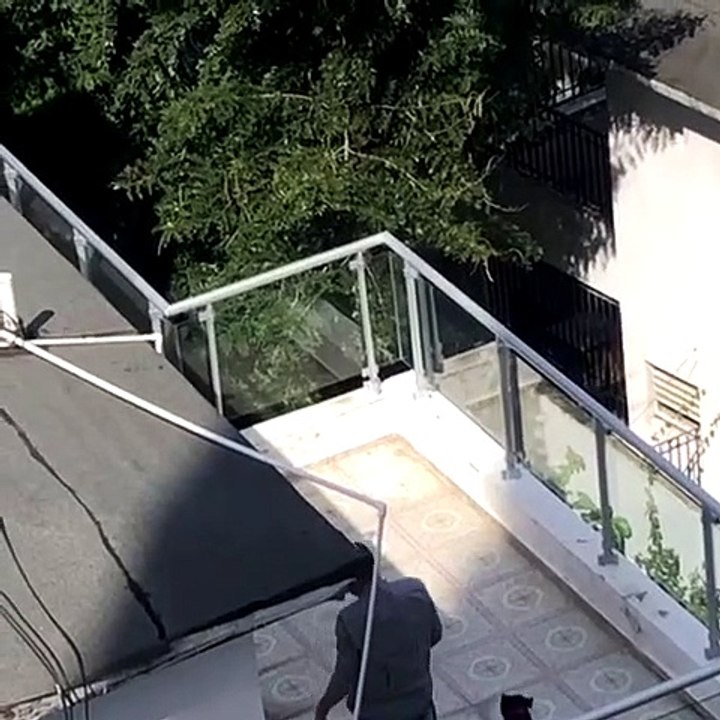 Vídeo muestra a hombre patear perro en Bella Vista