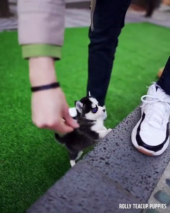 The smallest  , cutest and most beautiful Husky puppy ever