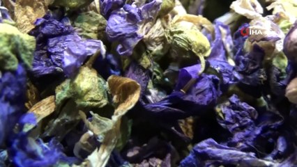 Kar Yağdı, 15 Çeşit Bitkiden Oluşan Kış Çayına Talep Arttı