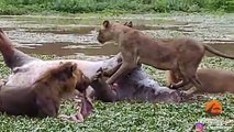 Un hippopotame mort pète à la gueule d'un lion