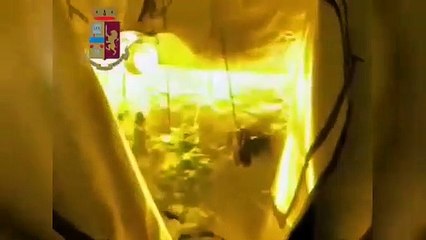 Milano - Amore e sballo serra di marijuana in casa della fidanzata (16.01.21)