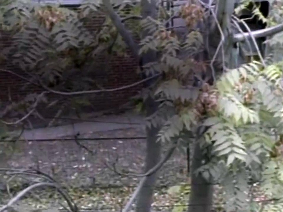 Homicide   S01E03   Son of a Gun