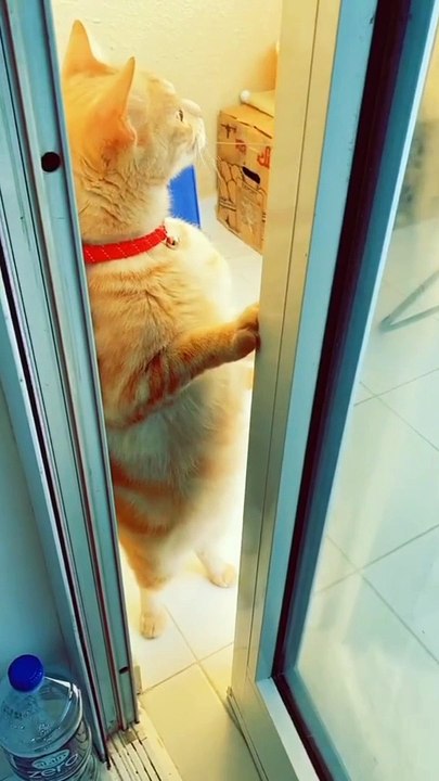 Funny pets / funny cat videos